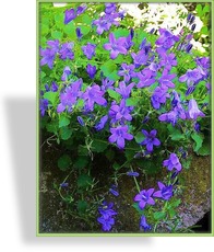 Glockenblume, Hänge-Glockenblume, Campanula portenschlagiana 'Birch'