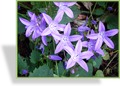 Glockenblume, Hänge-Glockenblume, Campanula poscharskyana