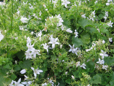 Glockenblume, Hänge-Glockenblume, Campanula poscharskyana 'E. H. Frost'