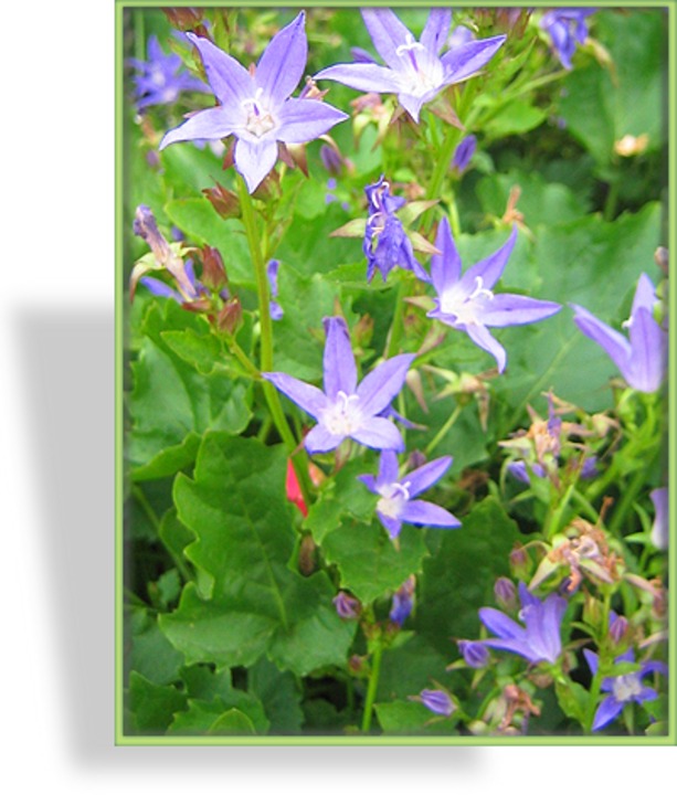 Glockenblume, Hänge-Glockenblume, Campanula poscharskyana 'Stella'