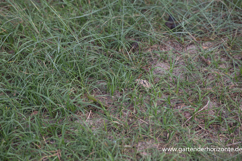 Segge, Bergsegge, Carex arenaria