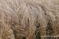 Segge, Fuchsrote Segge, Carex comans 'Bronze'