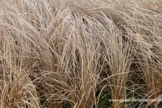 Segge, Fuchsrote Segge, Carex comans 'Bronze'