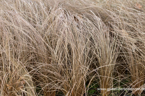 Segge, Fuchsrote Segge, Carex comans 'Bronze'