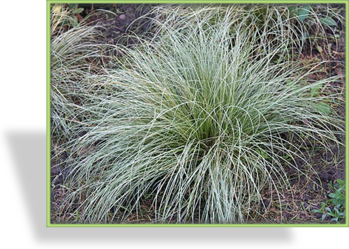 Segge, Carex albula 'Frosted Curls'