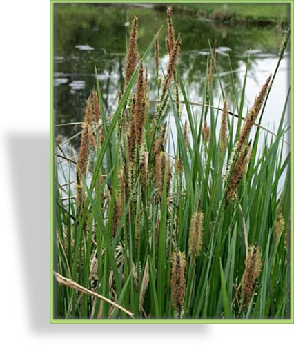 Segge, Sumpfsegge, Carex acutiformis