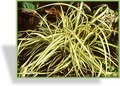 Segge, Japansegge, Carex hachijoensis 'Evergold'