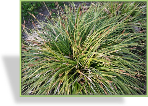 Segge, Japansegge, Carex morrowii 'Aureovariegata'