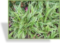 Segge, Silbersegge, Carex morrowii 'Silver Sceptre'