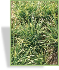 Segge, Japansegge, Carex morrowii 'Variegata'