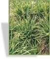 Segge, Japansegge, Carex morrowii 'Variegata'