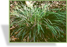 Segge, Vogelfußsegge, Carex ornithopoda 'Variegata'