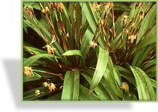 Segge, Breitblatt-Segge, Carex plantaginea