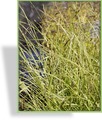 Segge, Waldsegge, Carex sylvatica