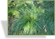 Segge, Schattensegge, Carex umbrosa