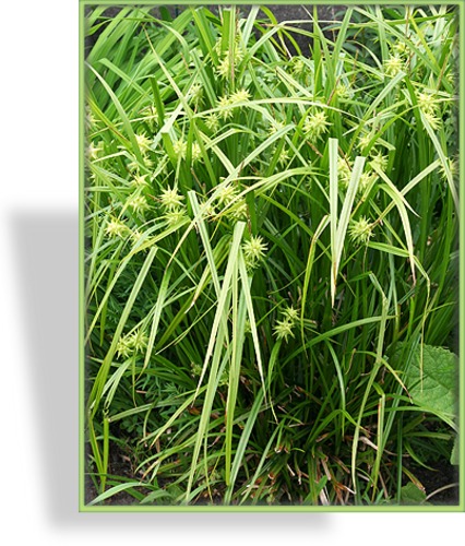 Segge, Morgensternsegge, Carex grayi