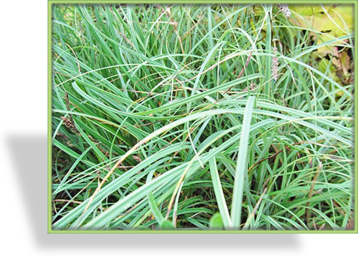 Segge, Blaugrüne Segge, Carex flacca