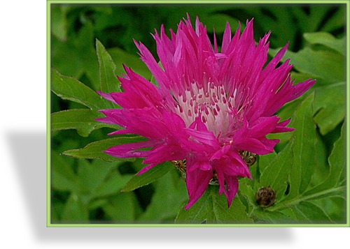 Flockenblume, Kaukasus-Flockenblume, Centaurea dealbata