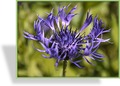 Flockenblume, Berg-Flockenblume, Centaurea montana