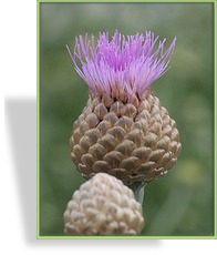 Flockenblume, Garten-Flockenblume, Centaurea pulcherrima 'Major'