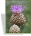 Flockenblume, Garten-Flockenblume, Centaurea pulcherrima 'Major'