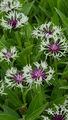 Berg-Flockenblume, Centaurea montana 'Amethyst in Snow'