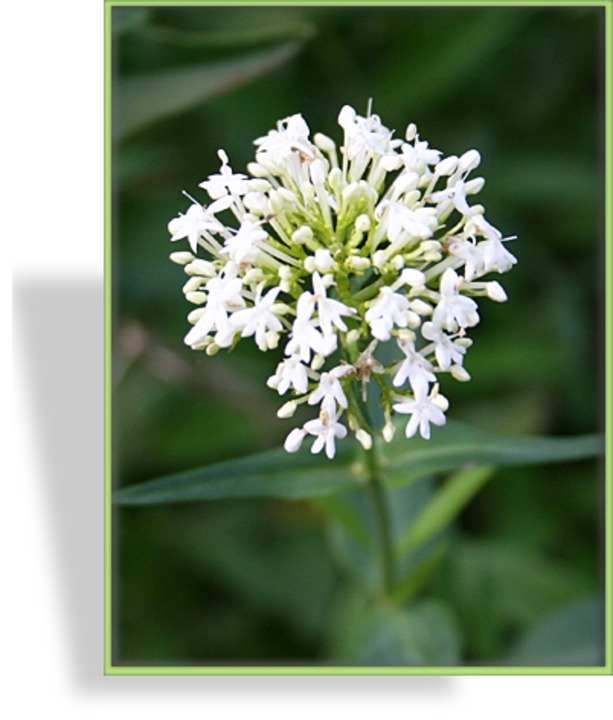 Spornblume, Centranthus ruber 'Alba'