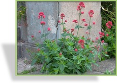 Spornblume, Centranthus ruber 'Coccineus'