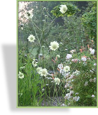 Schuppenkopf, Cephalaria gigantea