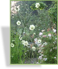 Schuppenkopf, Cephalaria gigantea