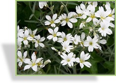 Hornkraut, Cerastium tomentosum 'Silberteppich'