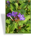 Bleiwurz, Ceratostigma plumbaginoides