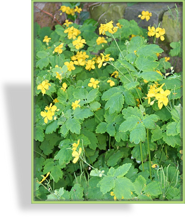 Schöllkraut, Chelidonium majus