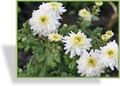 Chrysantheme, Chrysanthemum x hortorum 'Havelschwan'