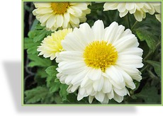 Chrysantheme, Chrysanthemum x hortorum 'Poesie'