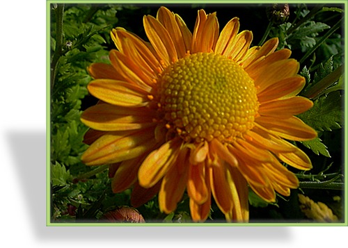 Chrysantheme, Chrysanthemum x hortorum 'Goldmarianne'