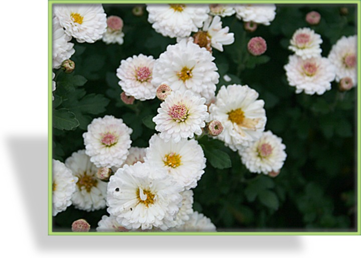 Chrysantheme, Chrysanthemum x hortorum 'Julia'