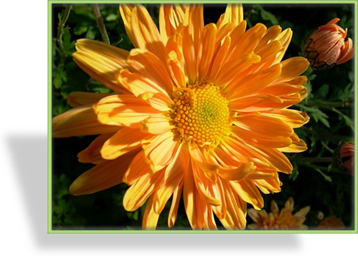 Chrysantheme, Chrysanthemum x hortorum 'Kleiner Bernstein'