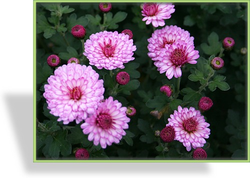 Chrysantheme, Chrysanthemum x hortorum 'Mei-kyo'