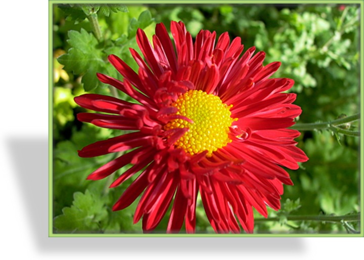 Chrysantheme, Chrysanthemum x hortorum 'Oktoberpracht'