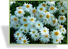 Chrysantheme, Chrysanthemum x hortorum 'Schneewolke'