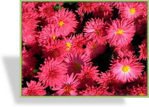Chrysantheme, Chrysanthemum x hortorum 'Vesuv'