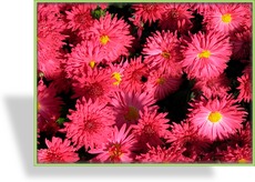 Chrysantheme, Chrysanthemum x hortorum 'Vesuv'