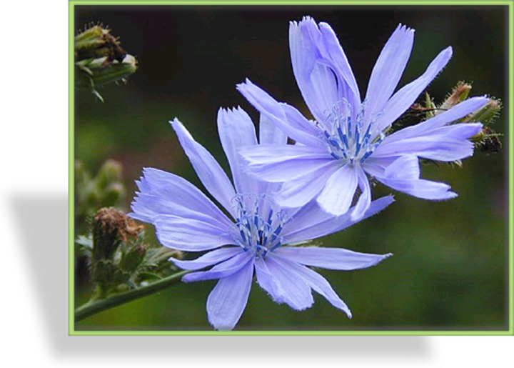 Wegwarte, Cichorium intybus