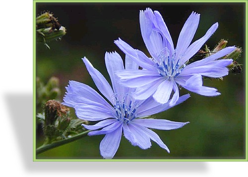 Wegwarte, Cichorium intybus