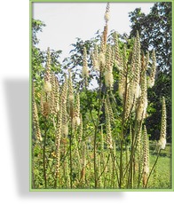 Silberkerze