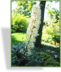Silberkerze, Septembersilberkerze, Cimicifuga ramosa