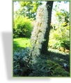 Silberkerze, Septembersilberkerze, Cimicifuga ramosa