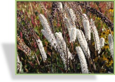 Silberkerze, Oktobersilberkerze, Cimicifuga simplex 'Brunette'