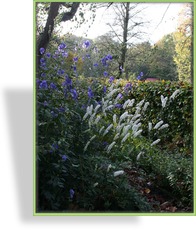 Silberkerze, Oktobersilberkerze, Cimicifuga simplex 'White Pearl'